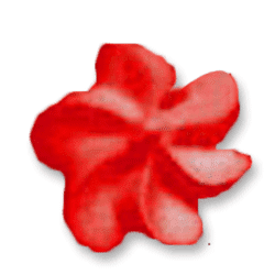 Blume-rot Blume-rot
